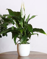 Spathiphyllum plant